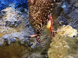 Cleaner shrimp and eel.