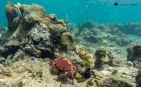 CoralCrab